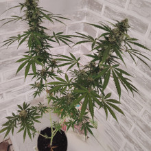 Auto Afgan Kush Feminised