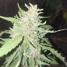 Auto Super Skunk Feminised