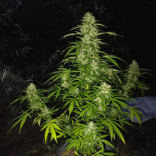 Auto Fred Haze Feminised