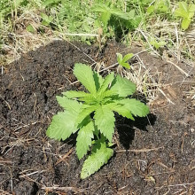 Afghan Kush feminised