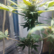 Auto AK 47 Feminised