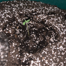 Auto AK 47 Feminised Monster Cannabis