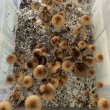 Psylocibe Cubensis spore Lizard King