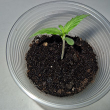 Auto LSD Feminised