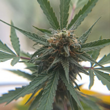 Auto AK 47 Feminised Monster Cannabis
