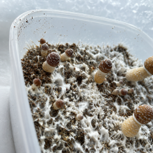 Psilocybe Cubensis spore Orissa