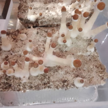 Psilocybe Cubensis spore Golden Teacher