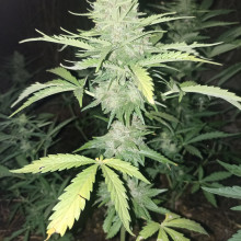 Auto AK 47 Feminised Monster Cannabis
