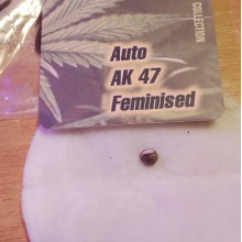 Auto AK 47 Feminised Monster Cannabis