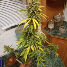 Auto AK 47 Feminised Monster Cannabis