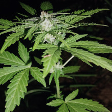 Auto AK 47 Feminised Monster Cannabis