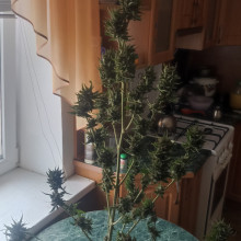 Auto Tutankhamon Feminised