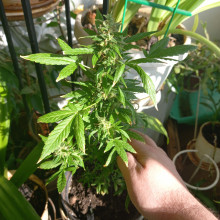 Auto Gagarin Feminised