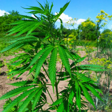 Auto AK 47 Feminised Monster Cannabis