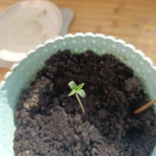 Auto Big Bang Feminised