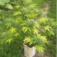 Auto Big Bang Feminised