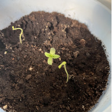 Auto AK 47 Feminised Monster Cannabis