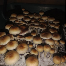 Psilocybe Cubensis spore Golden Teacher