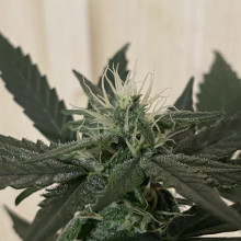 Auto AK 47 Feminised