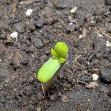 Auto Pablo Escobar Feminised