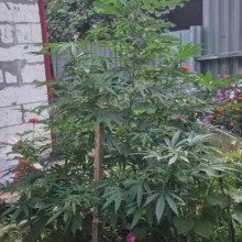 Space Power Feminised