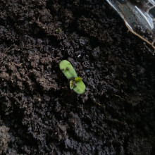 Auto AK 47 Feminised Monster Cannabis