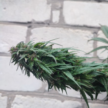 Blueberry feminised Monster Cannabis