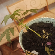 Auto Big Bang Feminised