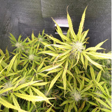 Auto Pablo Escobar Feminised