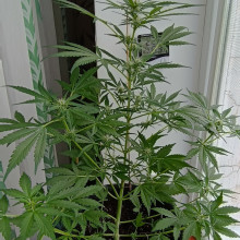 Auto LSD Feminised