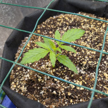 Auto Pablo Escobar Feminised