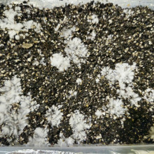Psylocibe Cubensis spore Lizard King