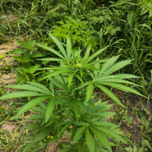 Auto Super Skunk Feminised