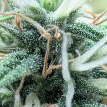 Auto Pablo Escobar Feminised