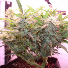 Auto LSD Feminised