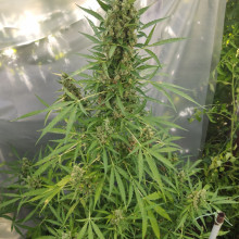 Auto White Widow Feminised Monster Cannabis