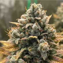 Auto AK 47 Feminised Monster Cannabis