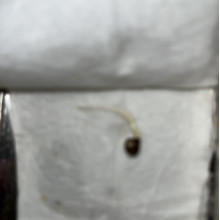 Auto AK 47 Feminised Monster Cannabis