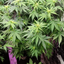 Auto White Widow Feminised Monster Cannabis