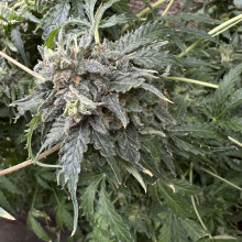 Auto Pablo Escobar Feminised (50 шт)