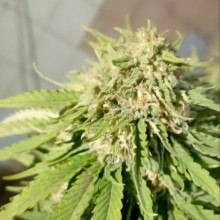 Lemon Skunk Feminised Silver