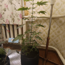 Ak 47 feminised