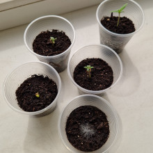 Auto LSD Feminised