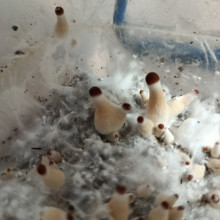 Psylocibe Cubensis spore Pink Buffalo