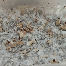 Psylocibe Cubensis spore Pink Buffalo