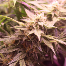 Auto LSD Feminised