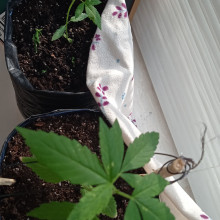 Ak 47 feminised