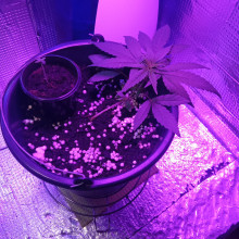 Auto Super Skunk Feminised