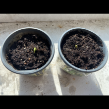 Auto Pablo Escobar Feminised