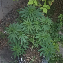 Ak 47 feminised